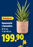 SANSEVERIE V KERAMICE