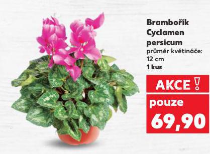 BRAMBO��K CYCLAMEN PERSICUM