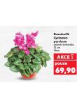 BRAMBO��K CYCLAMEN PERSICUM