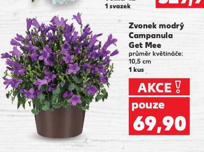 ZVONEK MODR� CAMPANULA GET MEE