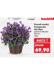 ZVONEK MODR� CAMPANULA GET MEE