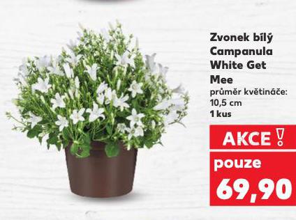 ZVONEK B�L� CAMPANULA WHITE GET MEE