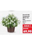 ZVONEK B�L� CAMPANULA WHITE GET MEE