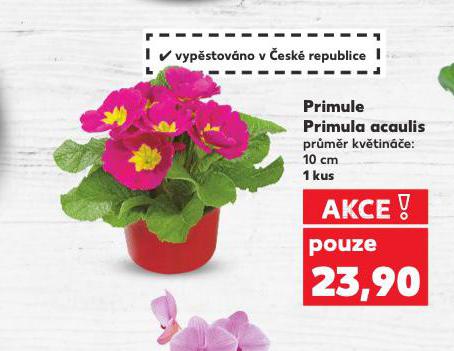 PRIMULE PRIMULA ACAULIS