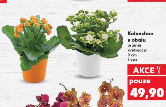 KALANCHOE V OBALU