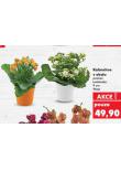 KALANCHOE V OBALU