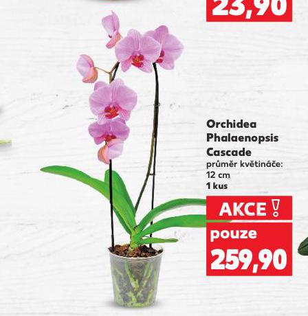 ORCHIDEA PHALAENOPSIS