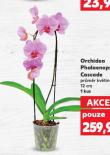 ORCHIDEA PHALAENOPSIS