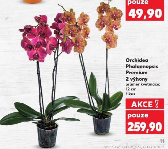 ORCHIDEA PHALAENOPSIS