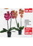 ORCHIDEA PHALAENOPSIS