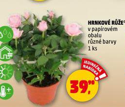 HRNKOVÉ RŮŽE