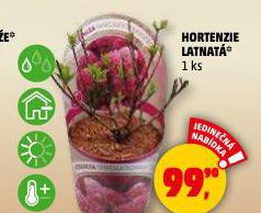 HORTENZIE LATNAT�