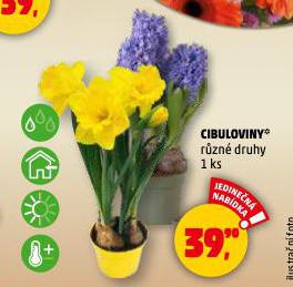 CIBULOVINY