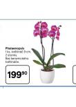 ORCHIDEA - PHALAENOPSIS