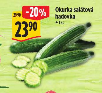 OKURKA SALÁTOVÁ HADOVKA
