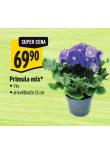 PRIMULA MIX