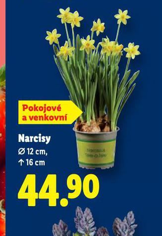 NARCISY