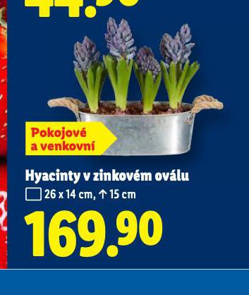 HYACINTY V ZINKOV�M OV�LU