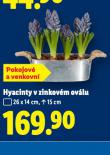 HYACINTY V ZINKOV�M OV�LU