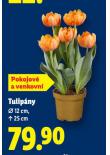 TULIP�NY