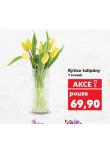 KYTICE TULIP�NY