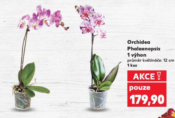 ORCHIDEA PHALAENOPSIS