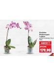 ORCHIDEA PHALAENOPSIS