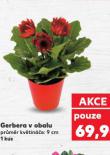 GERBERA V OBALU