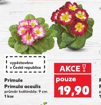 PRIMULE PRIMULA ACAULIS