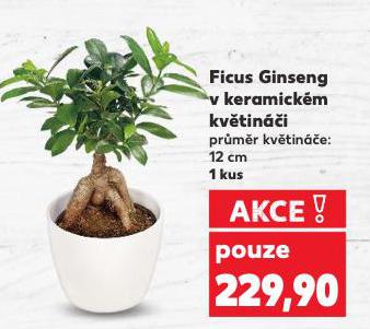 FICUS GINSENG V KERAMICKÉM KVĚTINÁČI