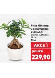 FICUS GINSENG V KERAMICK�M KV�TIN��I