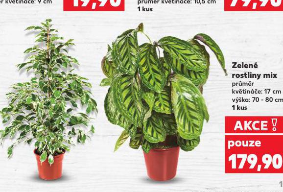 ZELEN� ROSTLINY MIX