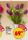 KYTICE TULIP�NY