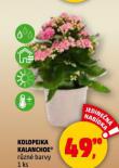 KOLOPEJKA KALANCHOE