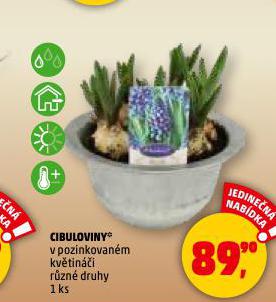 CIBULOVINY
