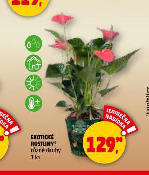 EXOTICK� ROSTLINY