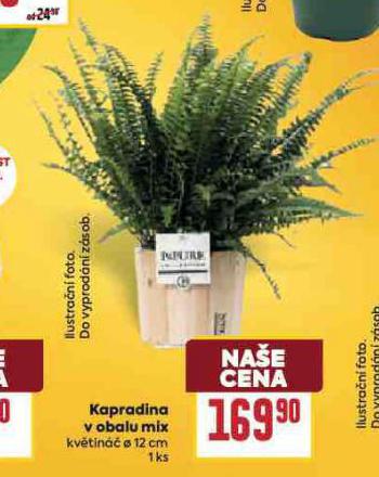 KAPRADINA V OBALU MIX