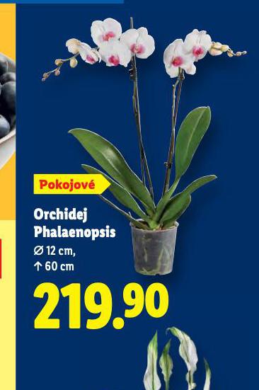 ORCHIDEA - PHALAENOPSIS