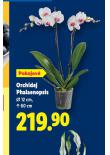 ORCHIDEA - PHALAENOPSIS