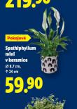 SPATHIPHYLLUM MINI V KERAMICE