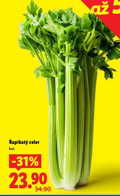 �AP�KAT� CELER