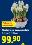 CIBULOVINY V BAREVN� KERAMICE