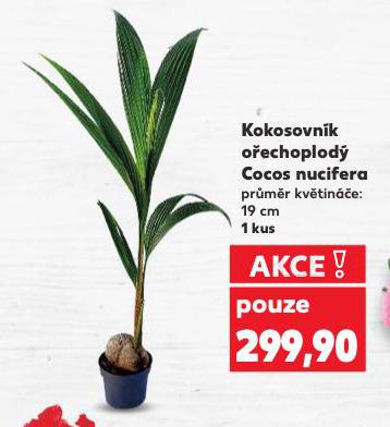 KOKOSOVN�K O�ECHOPLOD�