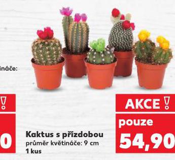 KAKTUS S P��ZDOBOU