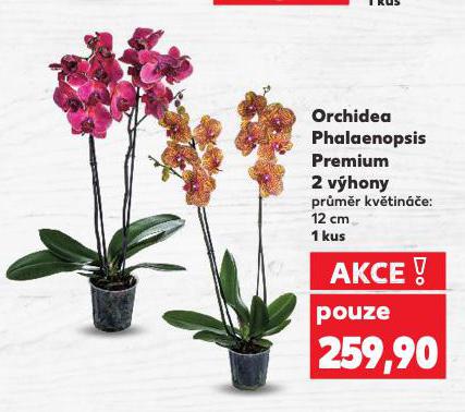 ORCHIDEA PHALAENOPSIS