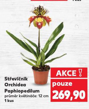ST�EV��N�K ORCHIDEA PAPHIOPEDILUM
