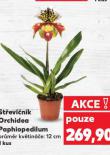 ST�EV��N�K ORCHIDEA PAPHIOPEDILUM