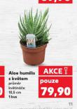 ALOE HUMILIS S KV�TEM