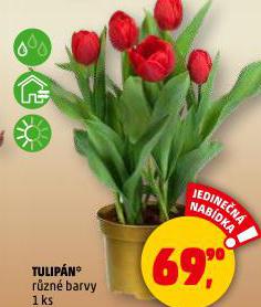 TULIP�N