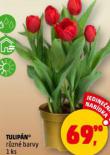 TULIP�N